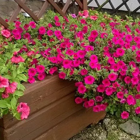 Gospoda „Dobre Zrodlo” *